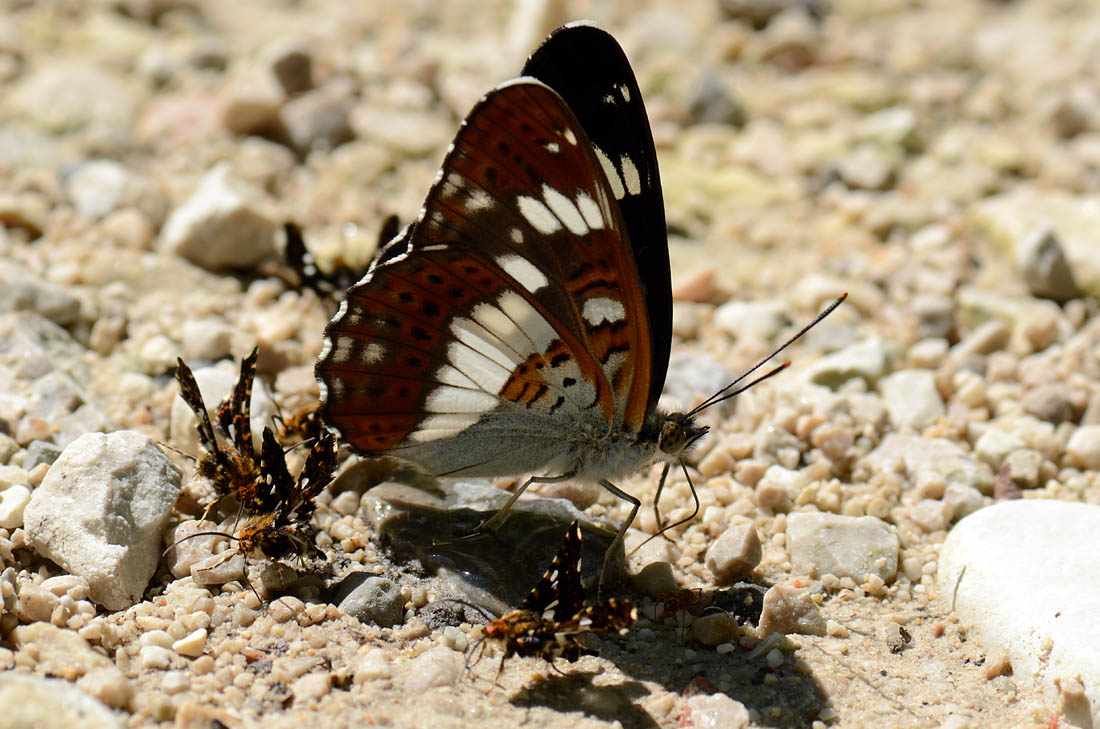 Thyris fenestrella, l''allegra compagnia